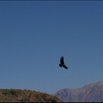 Condors in Cruz del Condor