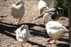 IMG_4631resized.JPG