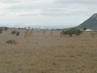 kenya1 236.avi