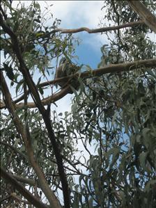 Koala in Tree