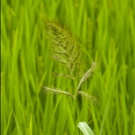 P1010445.jpg