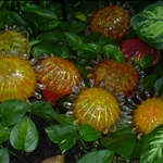 one of many GLASS sculptures on exhibit at the Gardens, St. Louis, Missouri, U.S.