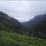 Munnar - South India
