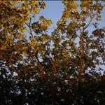 P1050660.JPG