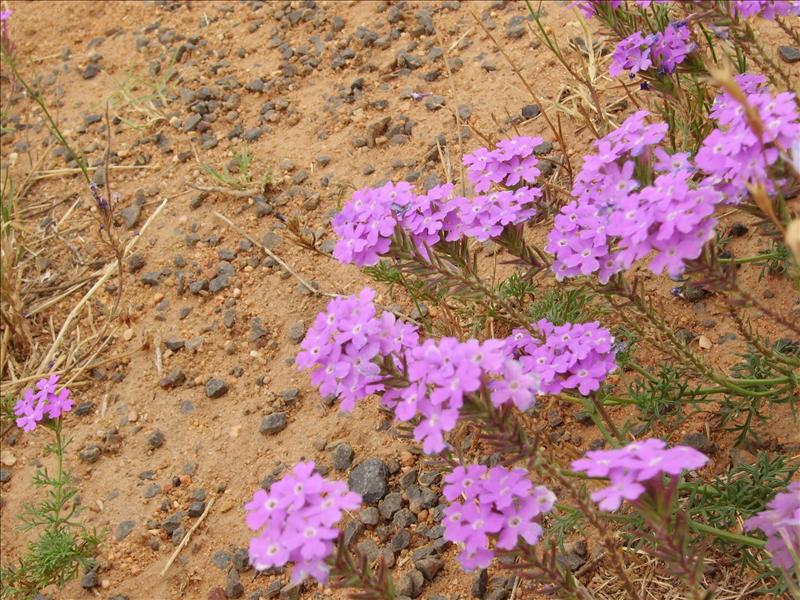 flowers•Dubbo