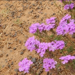 flowers•Dubbo