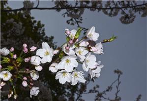 Cherry Blossoms in Oji Zoo, Kobe