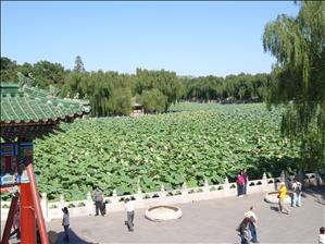 Overgrown section of the lake in Beihai Park