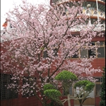 20090305天元宮賞櫻