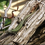 Common Wall Lizard