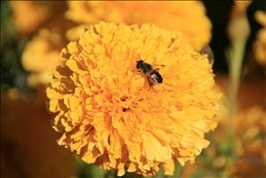 IMG_4682resized.JPG