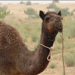 Road Trip to Jaiselmer