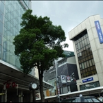 buildings I viewed from the taxi going to the host family