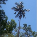 Zanzibar