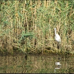 Rieke_nijl_mensen_dieren_IMG_0711.JPG
