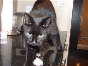 Solus