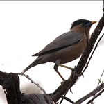 Pench 2008