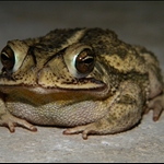 frog 054.jpg