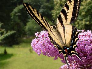 Butterfly.jpg