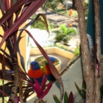 Cute But Really Noisy.