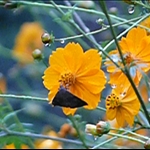 Mariposa protegiendose de la lluvia bajo la flor de un cosmos