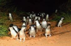 penguin7_227x149.jpg