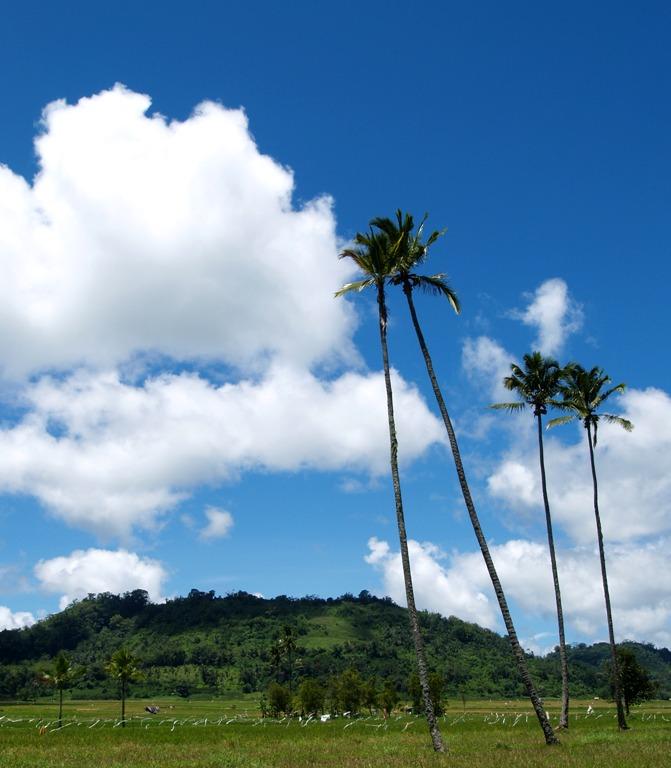 Waving Coconut Trees..