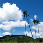 Waving Coconut Trees..