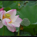 2009-6-27 世纪公园
