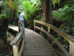 Rainforest