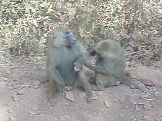 Baboon Lake Manyara.AVI