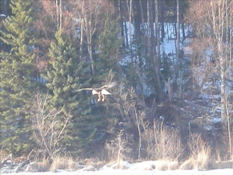 kenai lake 023.JPG