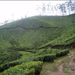 Munnar - South India