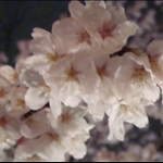 sakura 2009