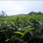 Munnar - South India