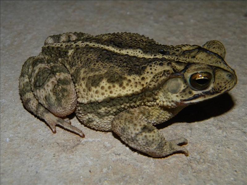 frog 037.jpg