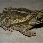 frog 037.jpg