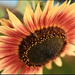 Flowers of Kent