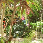 Foliage at Just Natural
