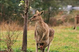 One of the Kangaroo