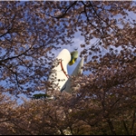 11 Apr 