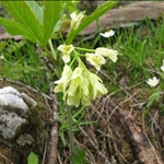 .... the Alpine flowers ....