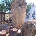 90 pound piece of petrified wood