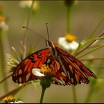mariposa.gif