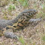 2008_0324SouthAfrica0027.JPG