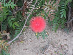 Flower in the park