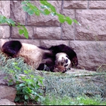 MY HEAD!!!!!!!! I need to get on the wagon again. Inmate #3567, Bejing Zoo.