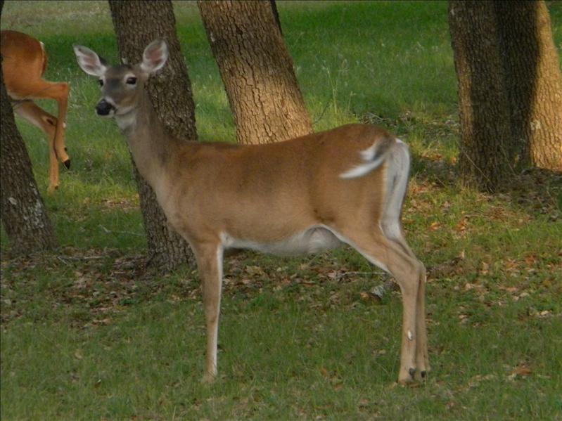 eagles 029.jpg