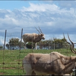 Sept 22 - Werribee Open Range Zoo