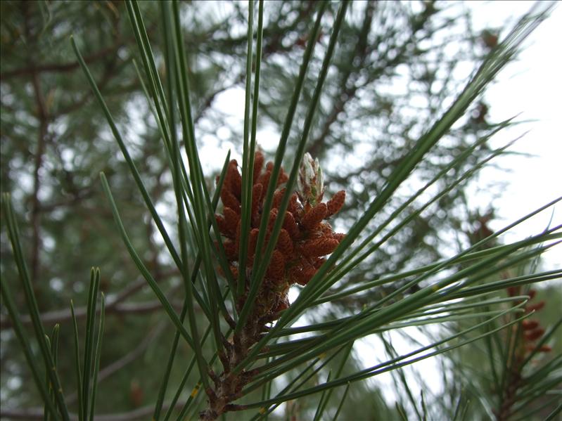 DSCF4586.JPG